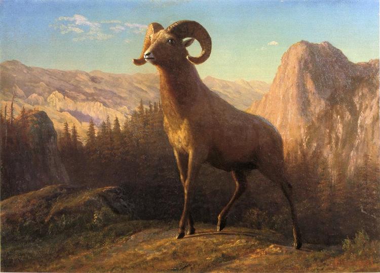 Albert Bierstadt Painting A Rocky Mountain Sheep, Ovis, Montana